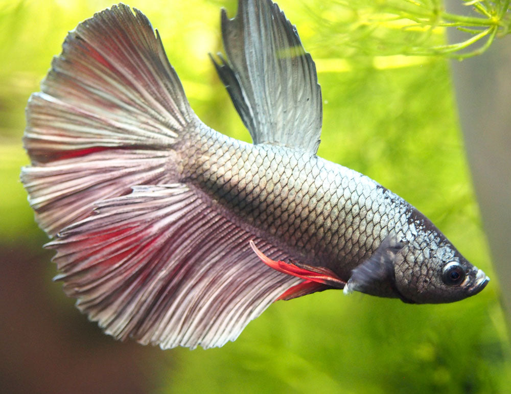 Assorted DELUXE Halfmoon Betta (Betta splendens) - Tank-Bred!