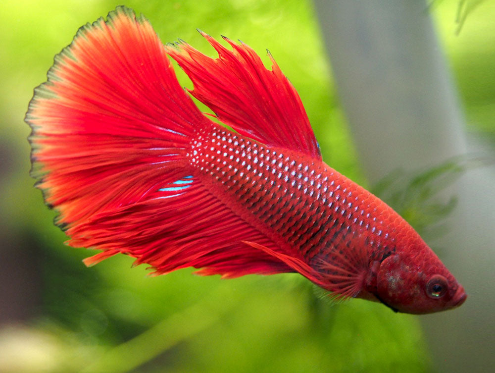 Assorted DELUXE Halfmoon Betta (Betta splendens) - Tank-Bred!