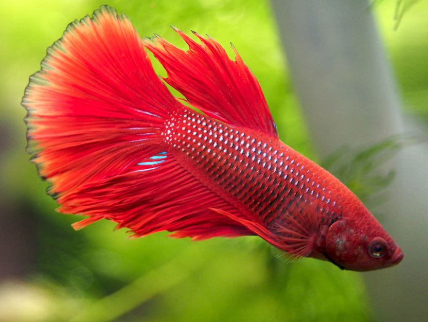 Betta Splendens Male – Aquatic Arts