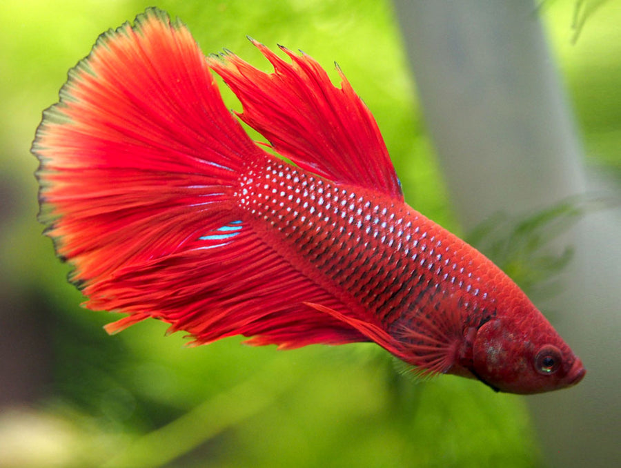 Assorted Halfmoon Betta (Betta splendens), Male/Female - Aquatic Arts