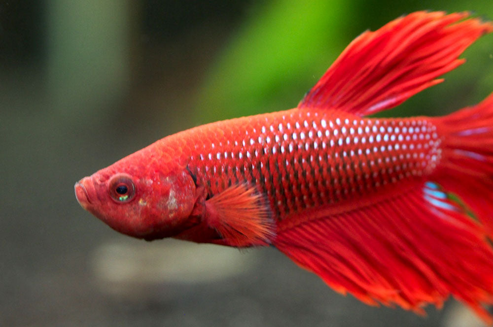 Assorted DELUXE Halfmoon Betta (Betta splendens) - Tank-Bred!