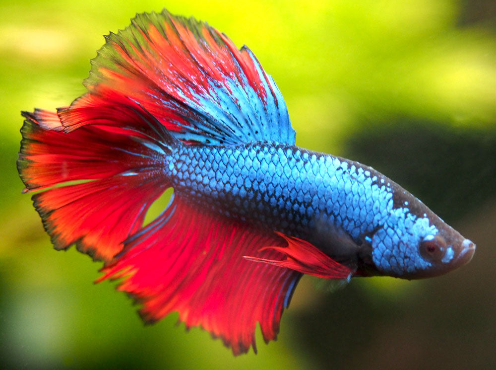 Assorted DELUXE Halfmoon Betta (Betta splendens) - Tank-Bred!