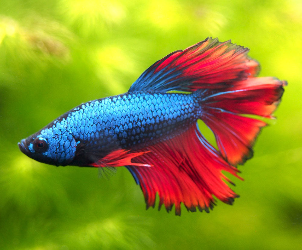 Assorted DELUXE Halfmoon Betta (Betta splendens) - Tank-Bred!