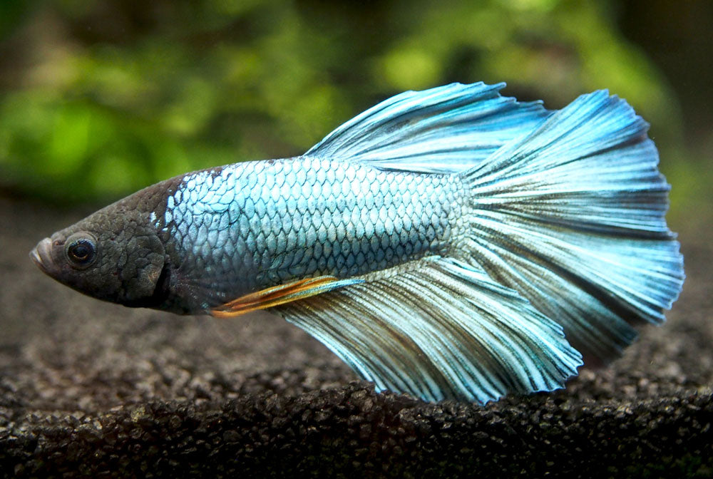 Assorted DELUXE Halfmoon Betta (Betta splendens) - Tank-Bred!