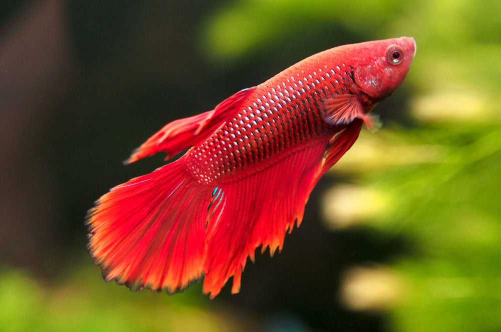 Assorted DELUXE Halfmoon Betta (Betta splendens) - Tank-Bred!