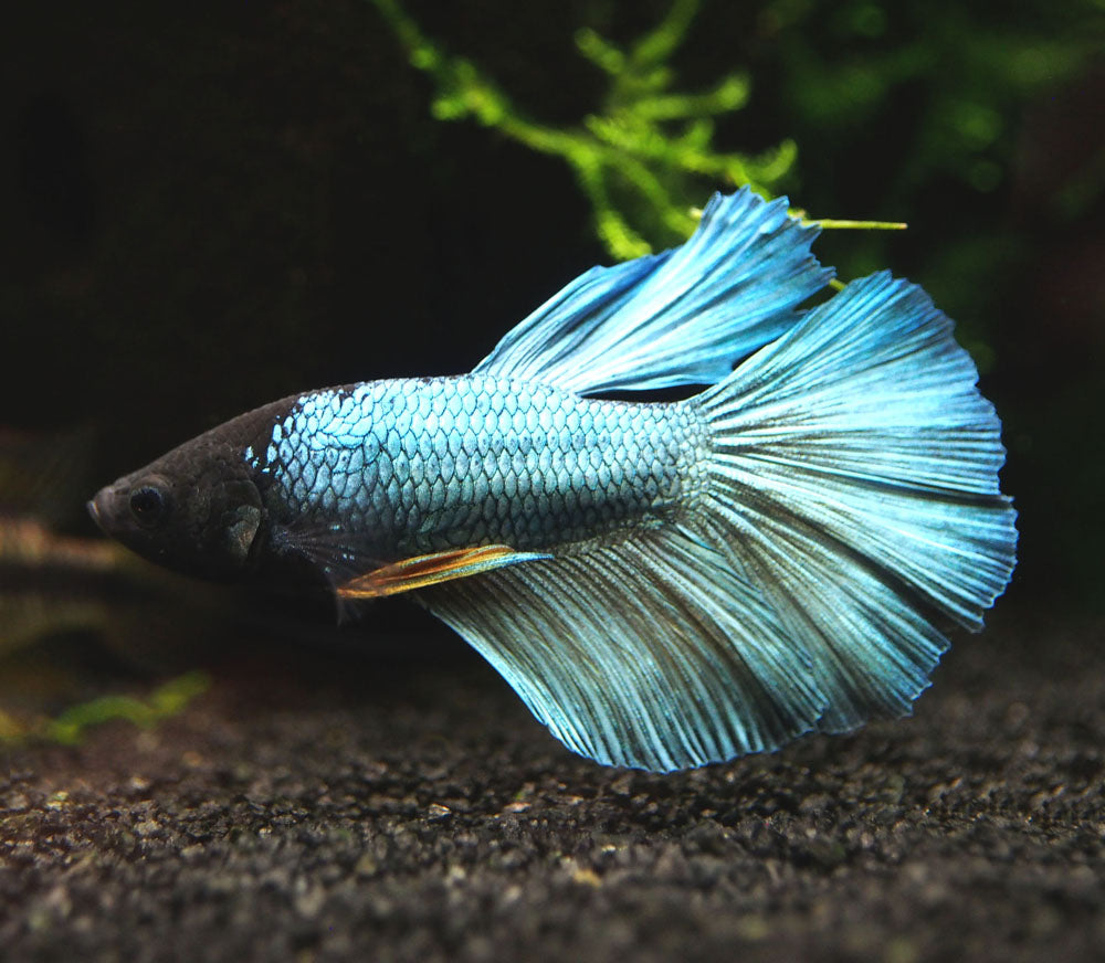 Assorted DELUXE Halfmoon Betta (Betta splendens) - Tank-Bred!