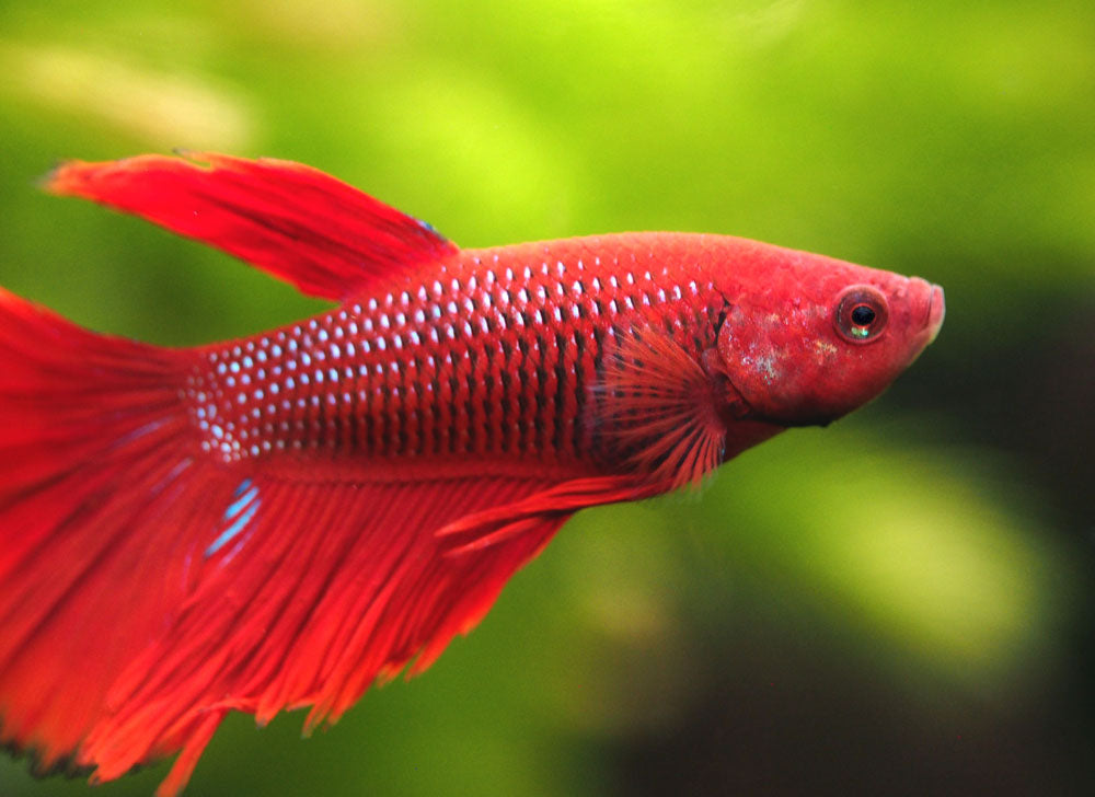 Assorted DELUXE Halfmoon Betta (Betta splendens) - Tank-Bred!