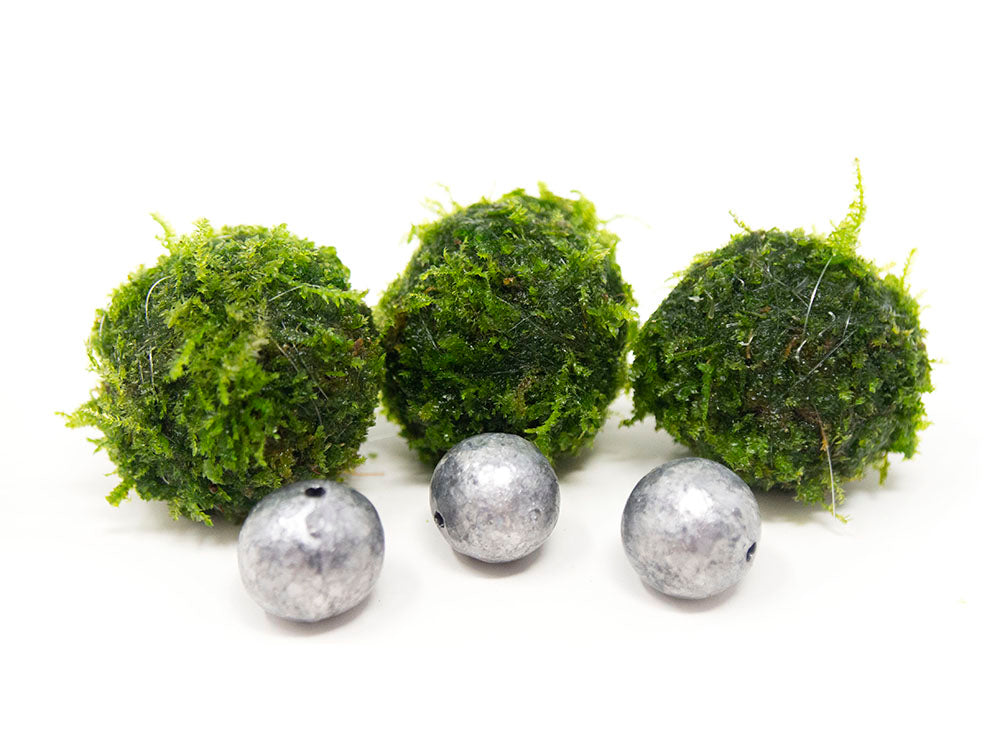 Handmade Java Moss Floating Ball