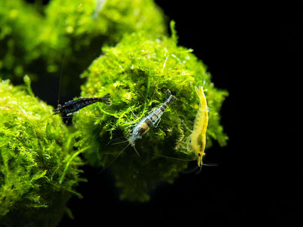 Handmade Java Moss Floating Ball Aquatic Arts on sale today for 9.99