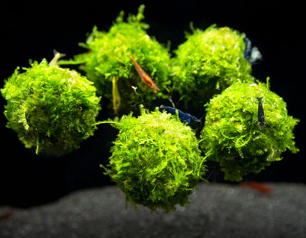 Handmade Java Moss Floating Ball