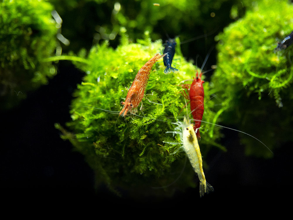 Handmade Java Moss Floating Ball