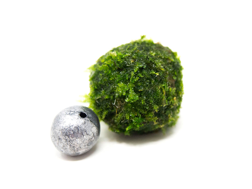 Giant Marimo Moss Balls (1.5-2 inch)