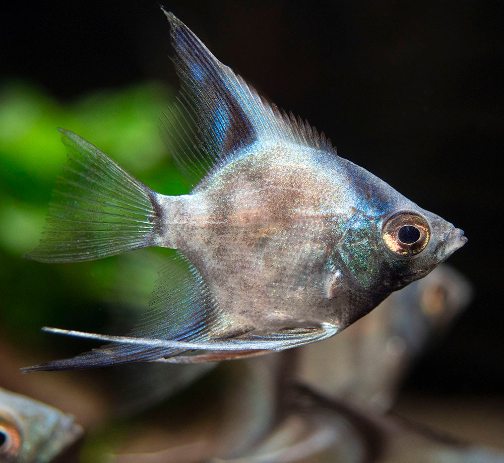 Avatar Turkey Green Angelfish (Pterophyllum scalare  "Avatar Turkey Green") - Tank-Bred!!!