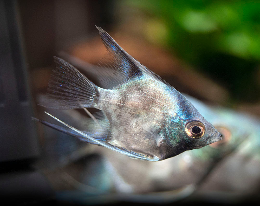 Avatar Turkey Green Angelfish (Pterophyllum scalare  "Avatar Turkey Green") - Tank-Bred!!!