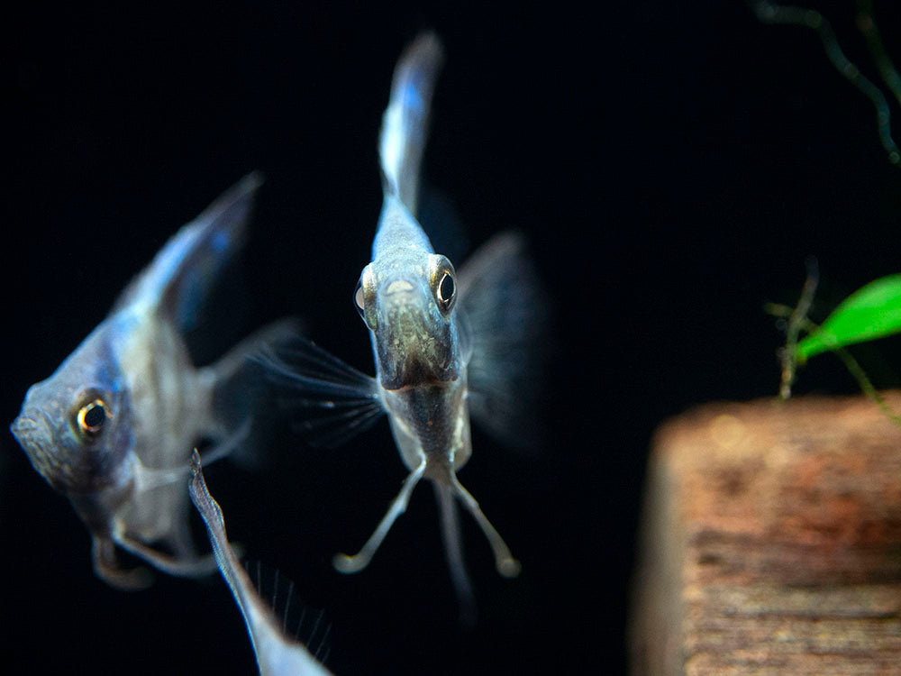 Avatar Turkey Green Angelfish (Pterophyllum scalare  "Avatar Turkey Green") - Tank-Bred!!!