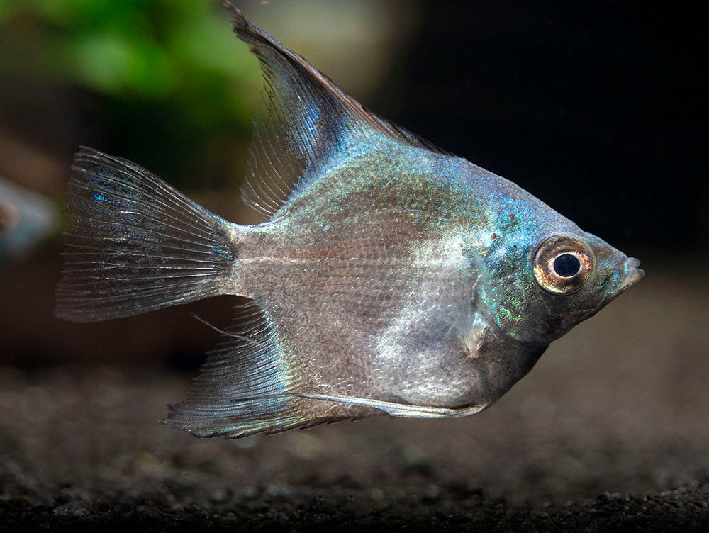 Avatar Turkey Green Angelfish (Pterophyllum scalare  "Avatar Turkey Green") - Tank-Bred!!!