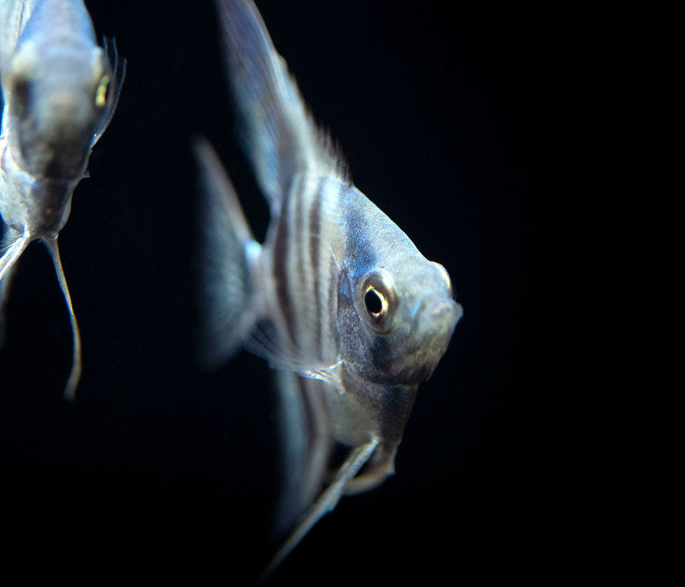 Avatar Turkey Green Angelfish (Pterophyllum scalare  "Avatar Turkey Green") - Tank-Bred!!!