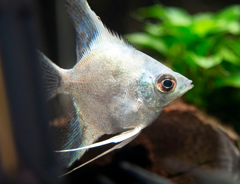 Avatar Turkey Green Angelfish (Pterophyllum scalare  "Avatar Turkey Green") - Tank-Bred!!!