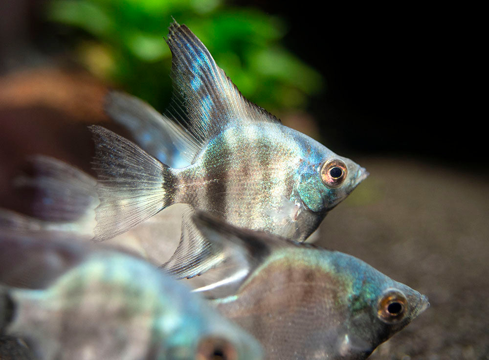 Avatar Turkey Green Angelfish (Pterophyllum scalare  "Avatar Turkey Green") - Tank-Bred!!!