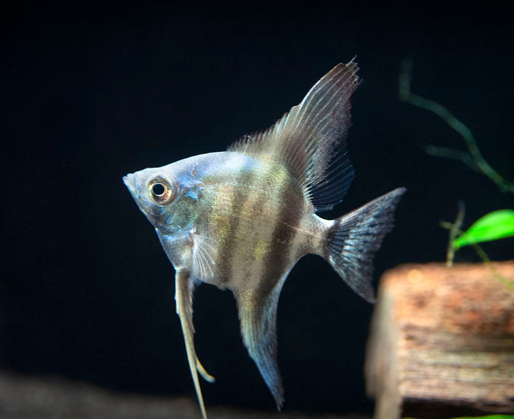 Avatar Turkey Green Angelfish (Pterophyllum scalare  "Avatar Turkey Green") - Tank-Bred!!!