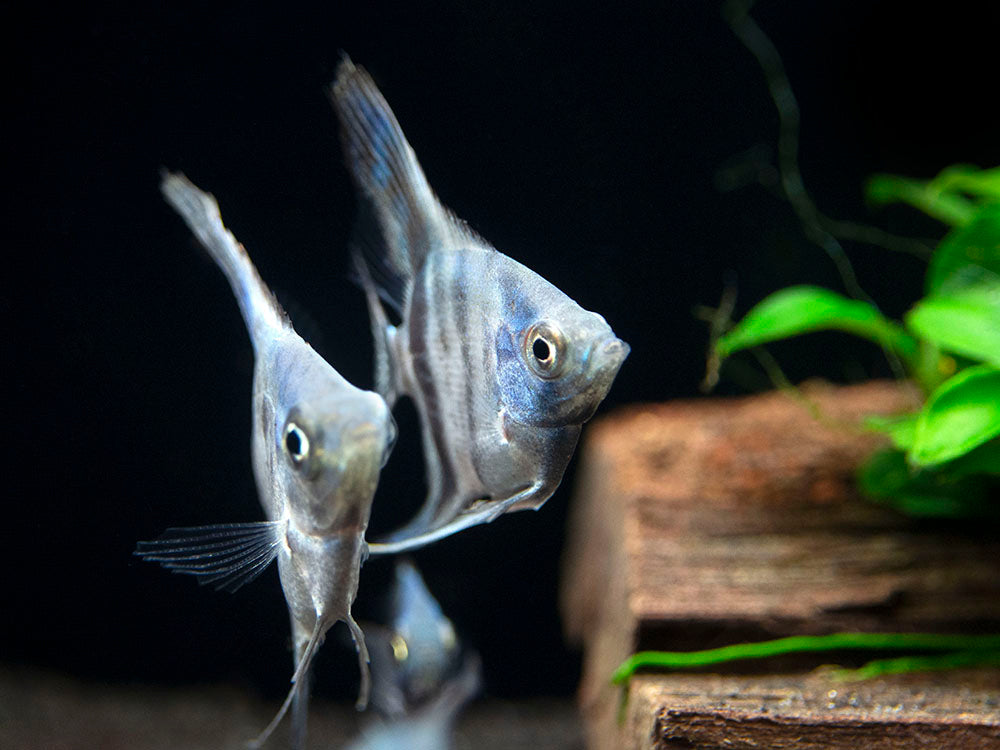 Avatar Turkey Green Angelfish (Pterophyllum scalare  "Avatar Turkey Green") - Tank-Bred!!!
