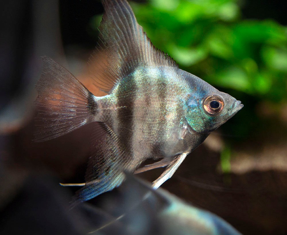 Avatar Turkey Green Angelfish (Pterophyllum scalare  "Avatar Turkey Green") - Tank-Bred!!!