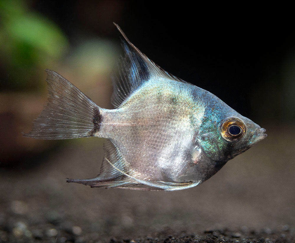 Avatar Turkey Green Angelfish (Pterophyllum scalare  "Avatar Turkey Green") - Tank-Bred!!!