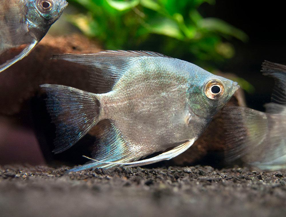 Avatar Turkey Green Angelfish (Pterophyllum scalare  "Avatar Turkey Green") - Tank-Bred!!!