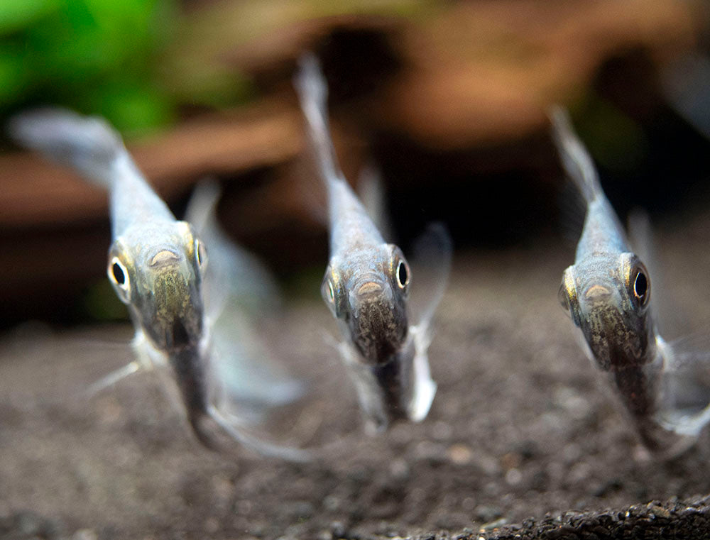 Avatar Turkey Green Angelfish (Pterophyllum scalare  "Avatar Turkey Green") - Tank-Bred!!!