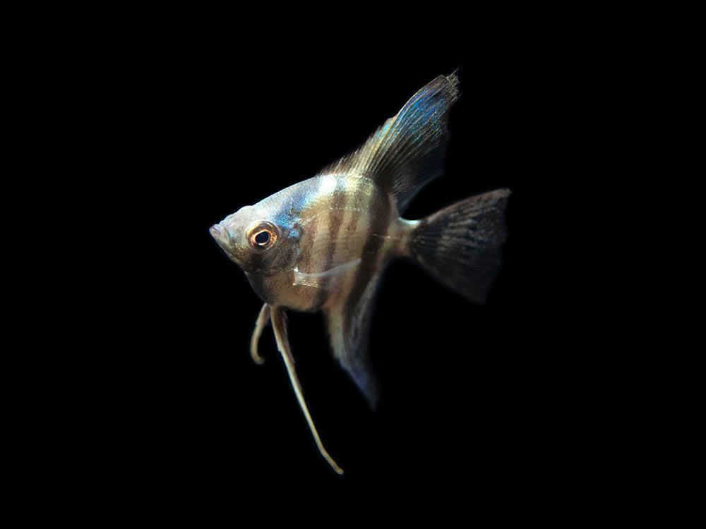 Avatar Turkey Green Angelfish (Pterophyllum scalare  "Avatar Turkey Green") - Tank-Bred!!!