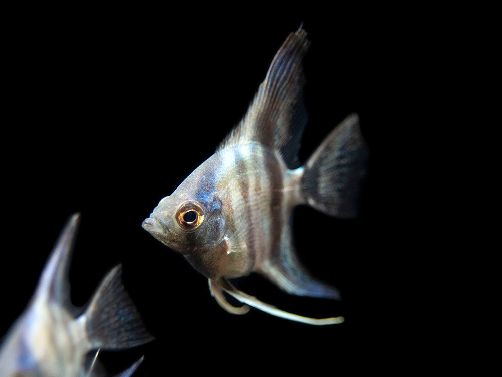Avatar Turkey Green Angelfish (Pterophyllum scalare  "Avatar Turkey Green") - Tank-Bred!!!
