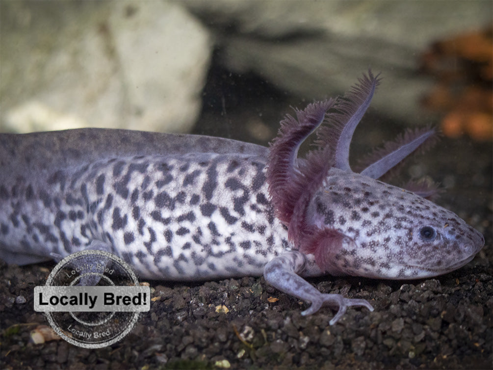 Axanthic Axolotl (Ambystoma mexicanum), Locally-Bred