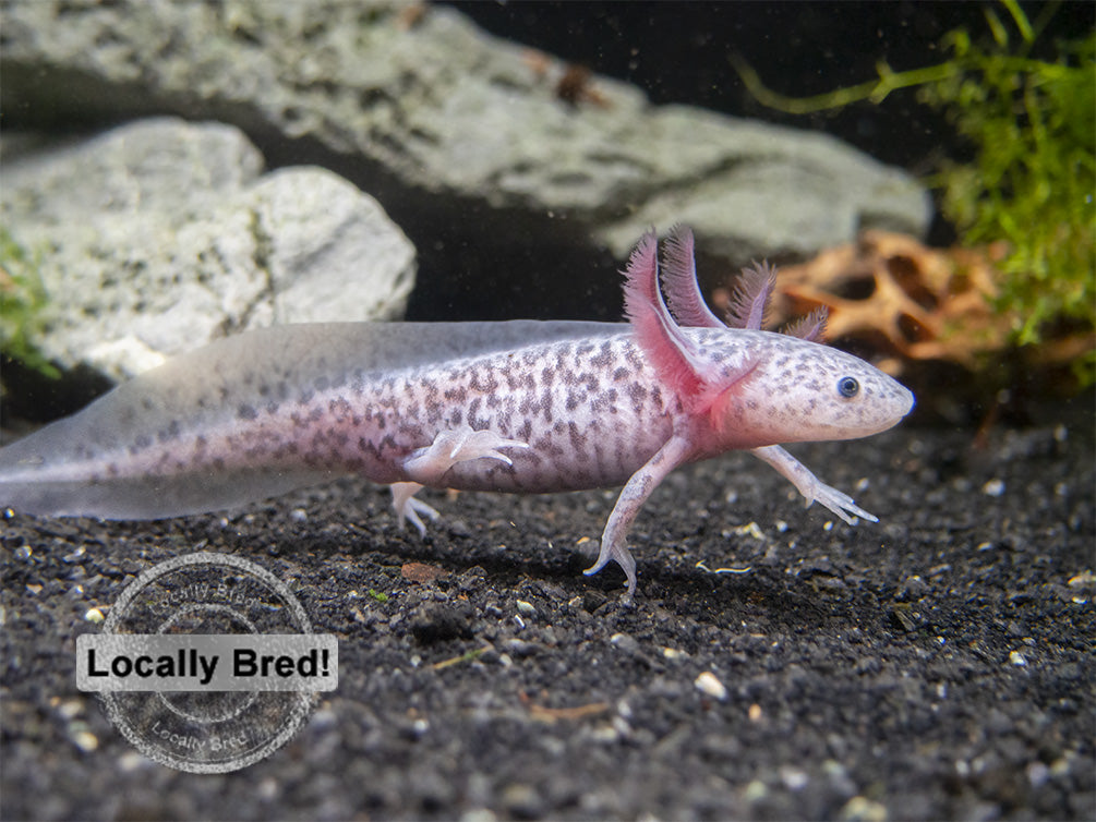 Axanthic Axolotl (Ambystoma mexicanum), Locally-Bred