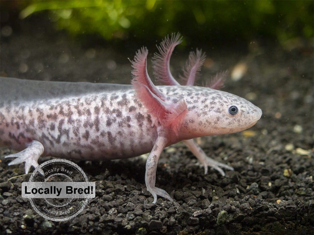 Axanthic Axolotl (Ambystoma mexicanum), Locally-Bred