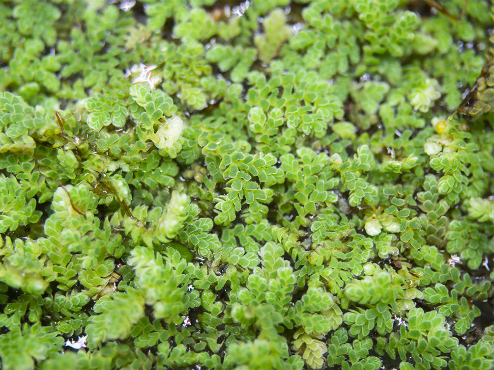 Mosquito Fern AKA Fairy Moss (Azolla caroliniana)