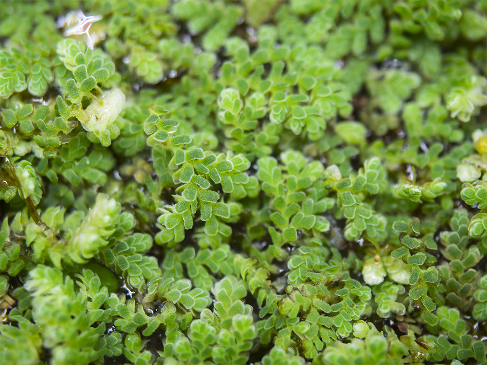 Mosquito Fern AKA Fairy Moss (Azolla caroliniana)