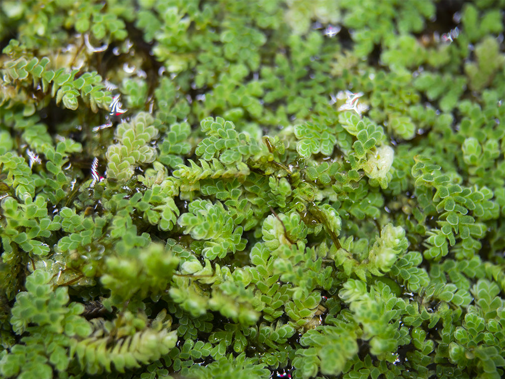 Mosquito Fern AKA Fairy Moss (Azolla caroliniana)