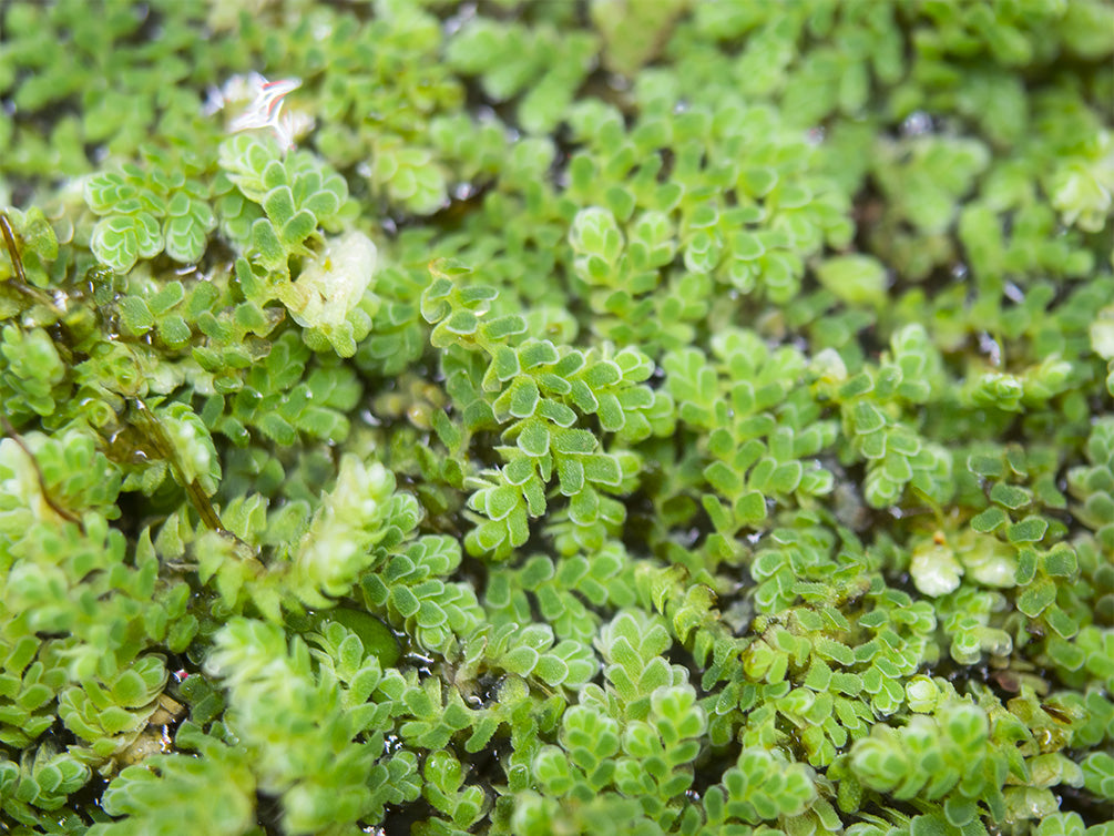 Mosquito Fern AKA Fairy Moss (Azolla caroliniana)