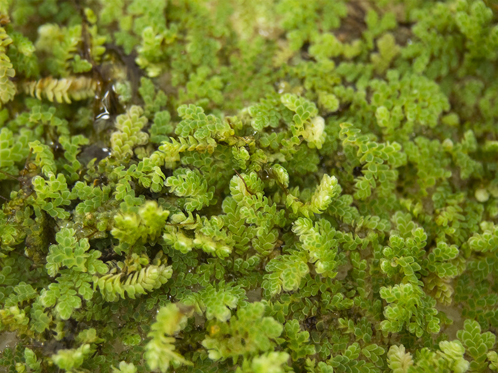 Mosquito Fern AKA Fairy Moss (Azolla caroliniana)