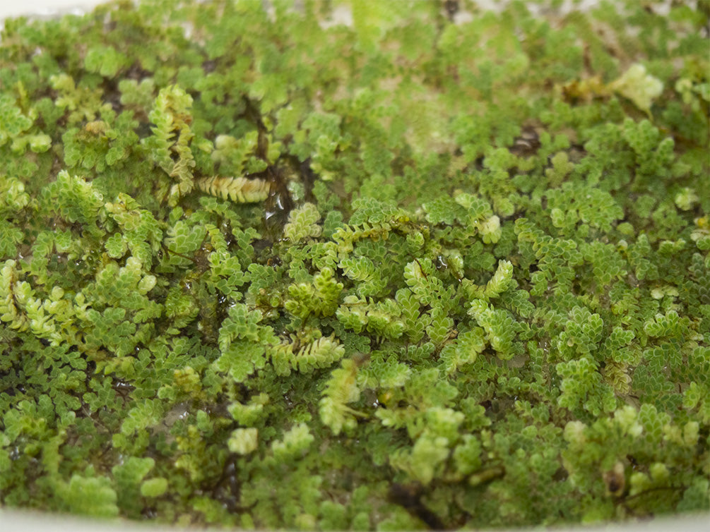 Mosquito Fern AKA Fairy Moss (Azolla caroliniana)