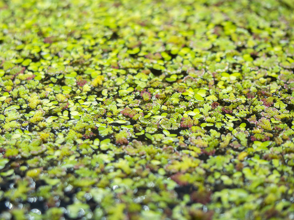 Mosquito Fern AKA Fairy Moss (Azolla caroliniana)