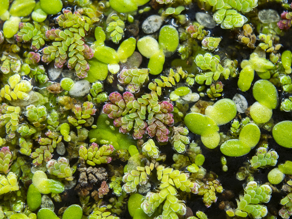 Mosquito Fern AKA Fairy Moss (Azolla caroliniana)