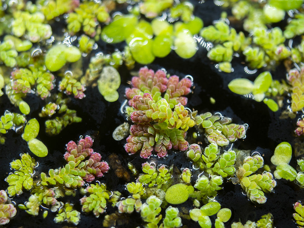 Mosquito Fern AKA Fairy Moss (Azolla caroliniana)