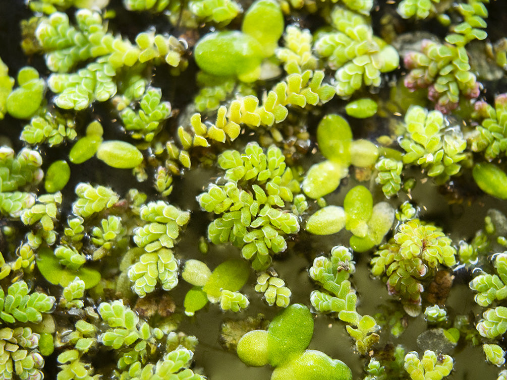 Mosquito Fern AKA Fairy Moss (Azolla caroliniana)