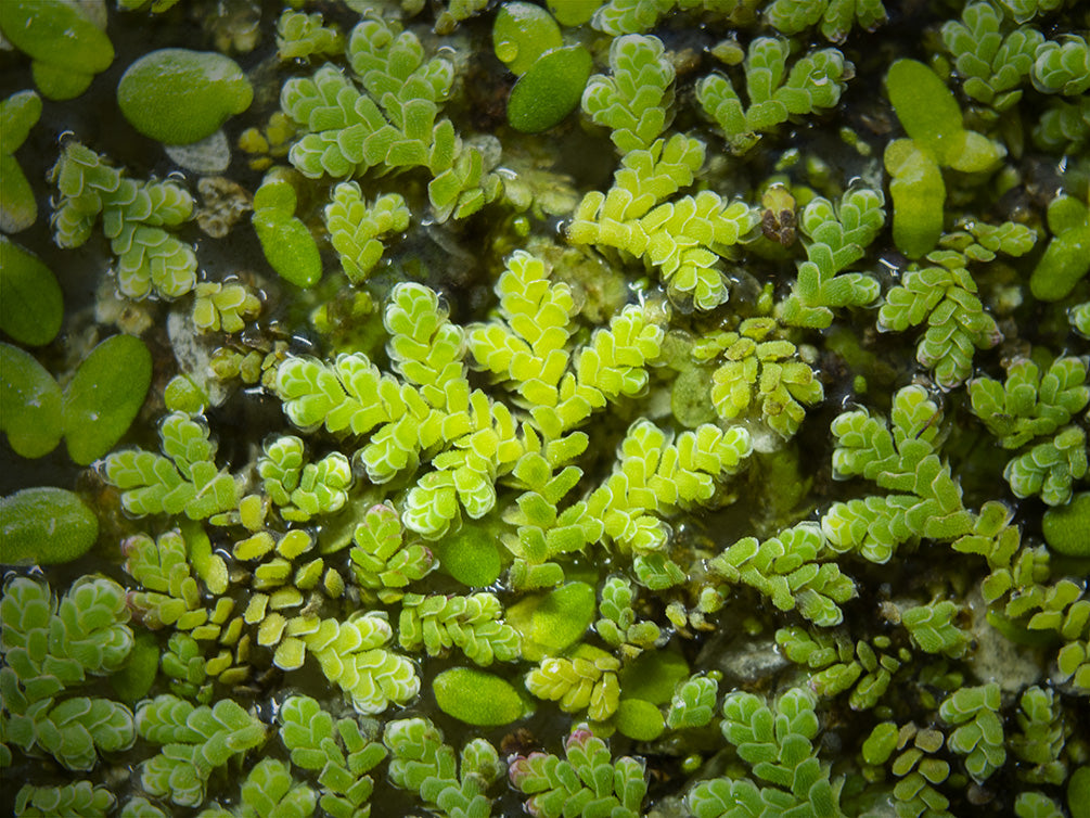 Mosquito Fern AKA Fairy Moss (Azolla caroliniana)