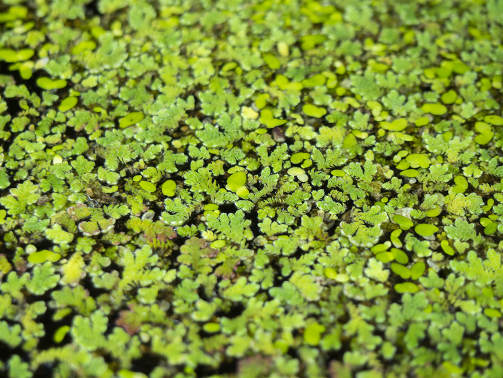 Mosquito Fern AKA Fairy Moss (Azolla caroliniana)