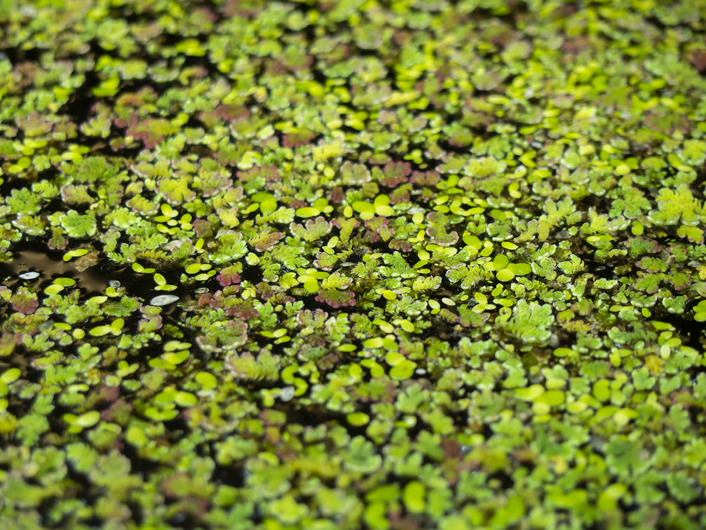 Mosquito Fern AKA Fairy Moss (Azolla caroliniana)