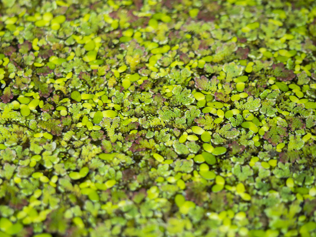 Mosquito Fern AKA Fairy Moss (Azolla caroliniana)