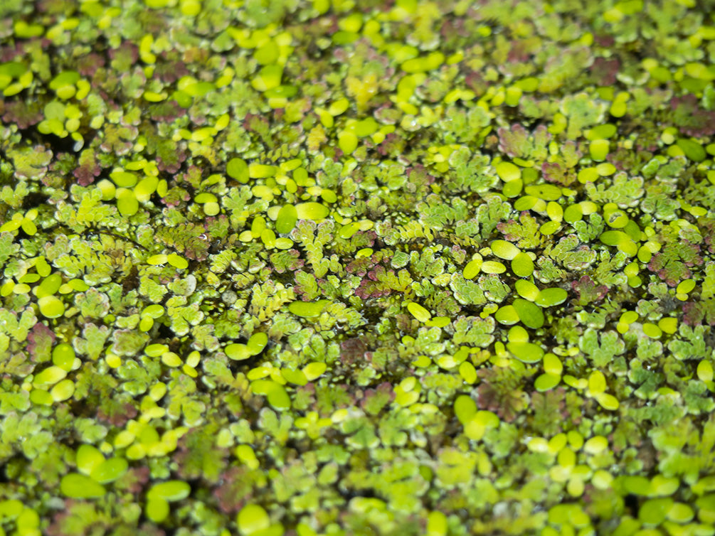 Mosquito Fern AKA Fairy Moss (Azolla caroliniana)