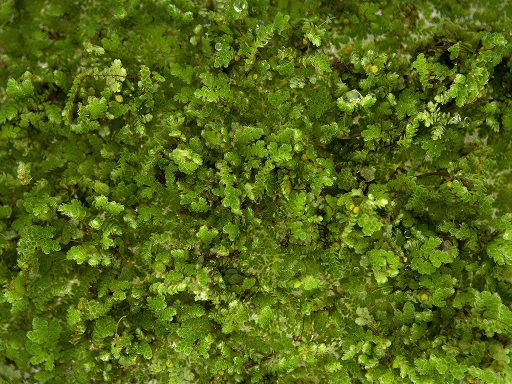 Mosquito Fern AKA Fairy Moss (Azolla caroliniana)